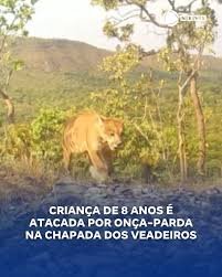 De lobo-guará a onças: santuário em que menina foi atacada durante trilha registra vídeos de animais em meio à natureza