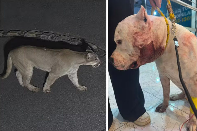 Se não fosse ele, uma tragédia podia ter acontecido&amp;#039;: pitbull enfrenta onça-parda dentro de casa e protege família em condomínio em SP