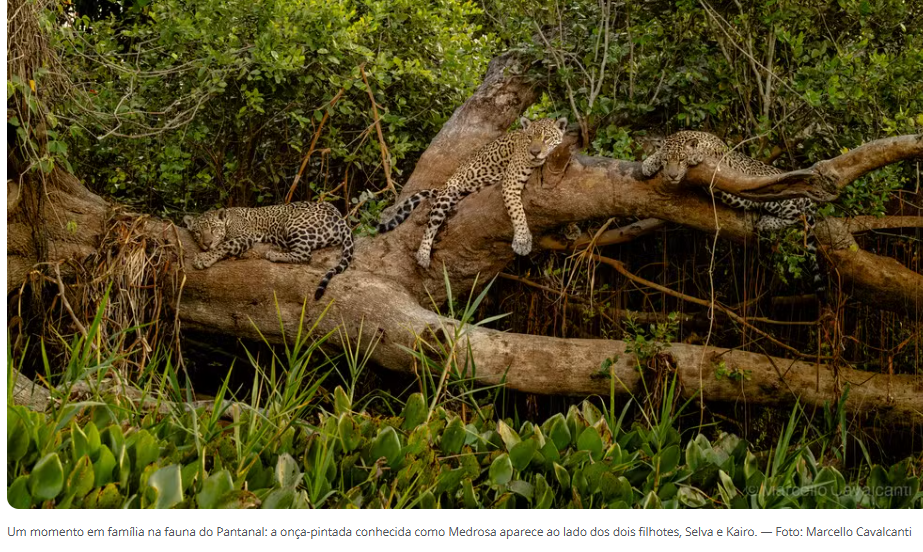 Três onças e uma árvore: fotógrafo registra onça-pintada com filhotes no Pantanal de MT